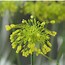 Image result for Allium chloranthum Yellow Fantasy