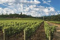 Image result for Neyers Chardonnay Thieriot Sonoma Coast