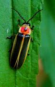 Image result for firefly Lampyridae