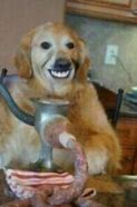 Image result for Cursed Dog Face