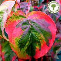 Image result for Cornus florida Rainbow