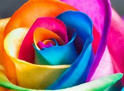 Image result for Most Beautiful Rainbow Flowers