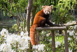 Image result for co_to_znaczy_zoo_ostrava