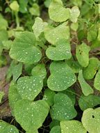 Image result for Climbing Vine Weed