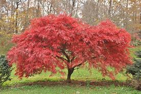 Image result for Acer Palmatum Tree