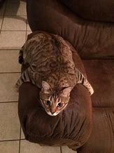 Image result for Cat On Couch Meme