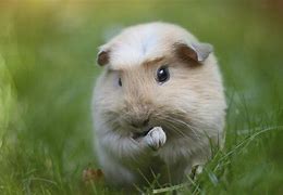 Image result for Guinea Pig World