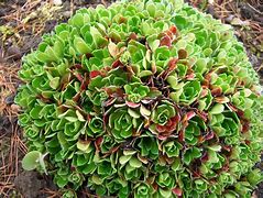 Image result for Saxifraga paniculata  Rex