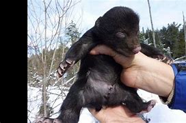 Image result for Baby Bear Crying