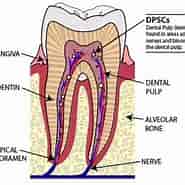 culture of Dental Pulp-এর ছবি ফলাফল. আকার: 185 x 185. সূত্র: www.biobool.com