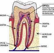 culture of Dental Pulp ਲਈ ਪ੍ਰਤੀਬਿੰਬ ਨਤੀਜਾ. ਆਕਾਰ: 187 x 185. ਸਰੋਤ: www.biobool.com