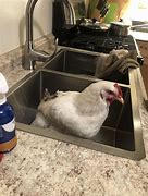 Image result for Washing Chicken Meme