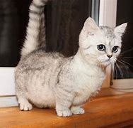 Image result for Scottish Dwarf Cat