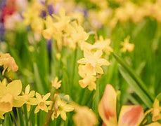 Image result for Early Spring Blooming Yellow Flowers