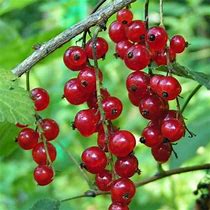 Image result for Ribes rubrum Rosa Sport