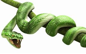 Image result for Snake Green screen