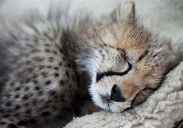 Image result for Cheetah Sleeping