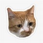 Image result for Discord Cat GIF