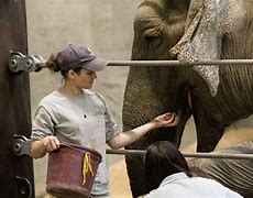 Image result for Elephant Zookeeper Descrption