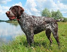 Image result for Dog Unting