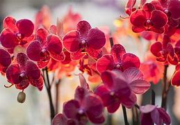 Image result for iPhone Wallpaper Orchid