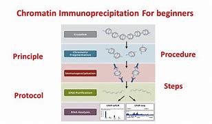 Image result for Chromatin Immunoprecipitation