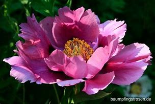 Image result for Paeonia rockii Ye Guang Bei