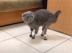 Image result for Cat with Leg Up