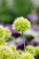 Image result for Allium obliquum