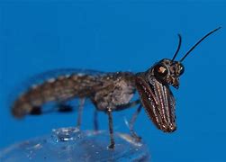 Image result for Neuroptera