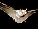 Image result for Albino Bat Real