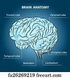 Image result for List All Brain Parts