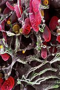 Image result for Mitochondria Sem