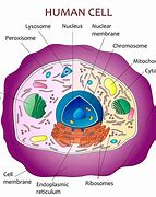 Image result for A Drawing of a Cell and Labeled