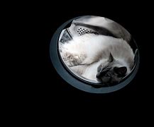Image result for Space Cat PFP
