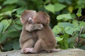 Image result for Funny Monkey Hugs
