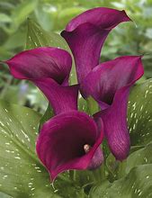Image result for Purple Calla Lily