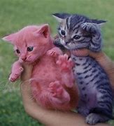 Image result for Purple Cat Cutw