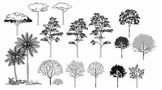 Image result for Climbers Tree CAD Block
