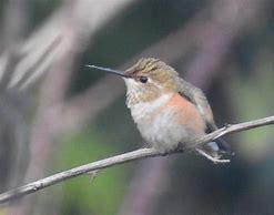Image result for Tilmatura Trochilidae
