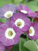 Image result for Primula auricula Taffeta