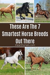 Image result for Smartest Horse Breed