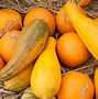 Image result for Squash Plant Smell
