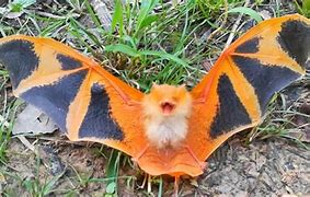 Image result for Thai Painted Bats