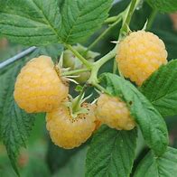 Image result for Rubus idaeus All Gold