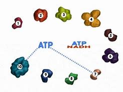 Image result for Glycolysis Memes