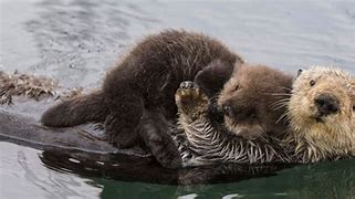 Image result for Sea Otters Cuddling