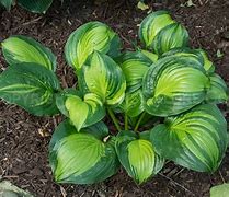 Image result for Hosta Adorable