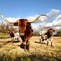 Image result for Texas