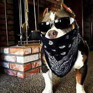Image result for Funny Gangsta Dog